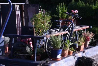 DSC_1727 (Large).JPG